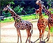 Santa Barbara Zoo, 9.3.01